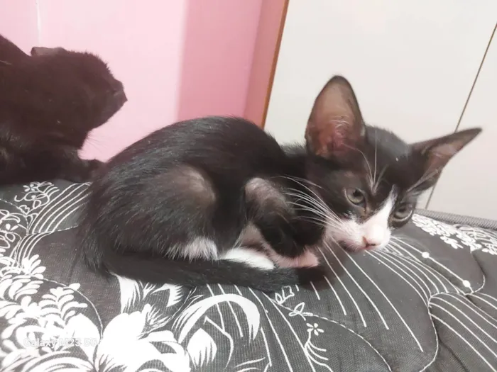 Gato ra a SRD-ViraLata idade Abaixo de 2 meses nome Sem nome definido 