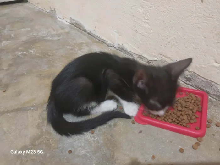 Gato ra a SRD-ViraLata idade Abaixo de 2 meses nome Sem nome definido 