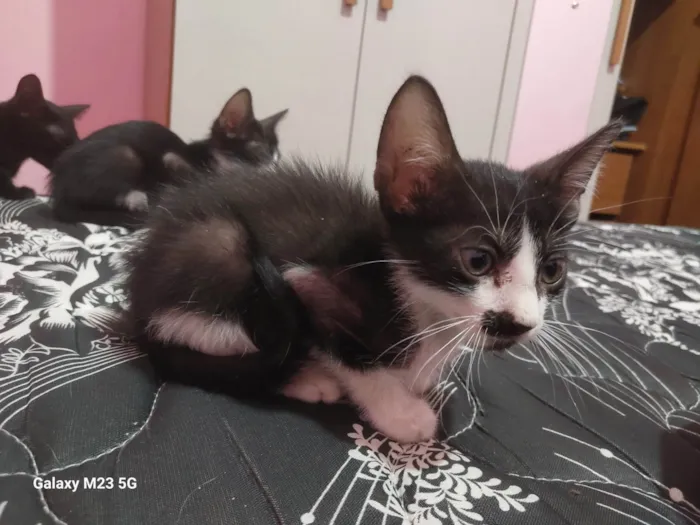 Gato ra a SRD-ViraLata idade Abaixo de 2 meses nome Sem nome 