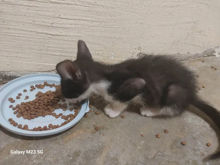 Gato ra a SRD-ViraLata idade Abaixo de 2 meses nome Sem nome 