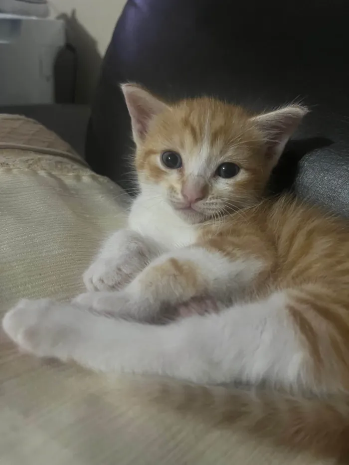 Gato ra a SRD-ViraLata idade Abaixo de 2 meses nome S/N