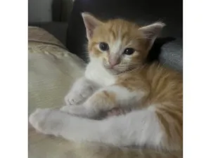 Gato raça SRD-ViraLata idade Abaixo de 2 meses nome S/N
