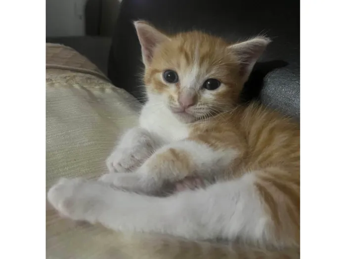 Gato ra a SRD-ViraLata idade Abaixo de 2 meses nome S/N