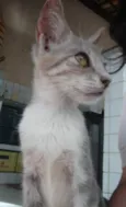 Fumaça