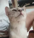 Fumaça