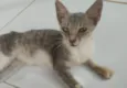 Fumaça