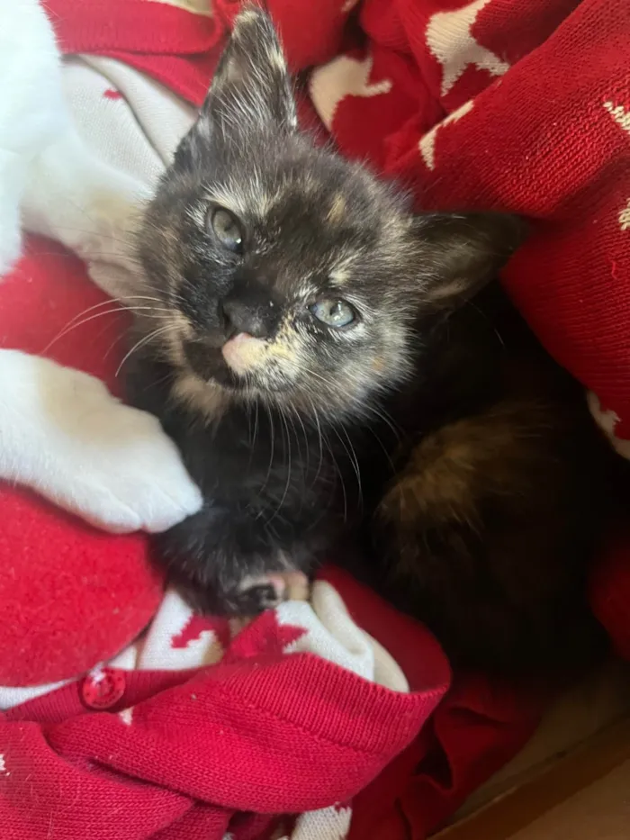 Gato ra a SRD-ViraLata idade 2 a 6 meses nome S/N