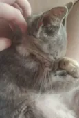 Fumaça