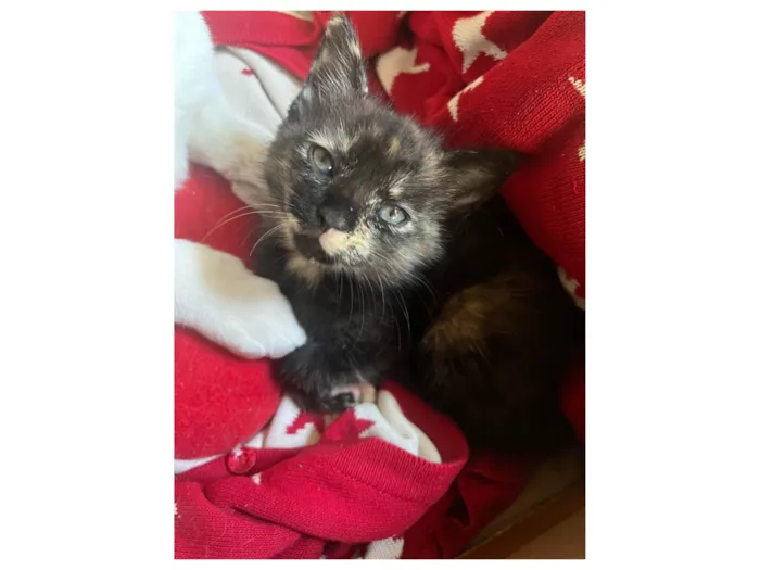 Gato ra a SRD-ViraLata idade 2 a 6 meses nome S/N