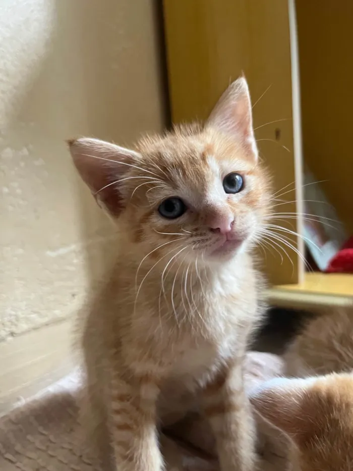 Gato ra a SRD-ViraLata idade 2 a 6 meses nome S/N