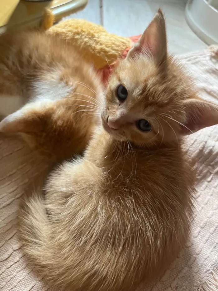 Gato ra a SRD-ViraLata idade 2 a 6 meses nome S/N