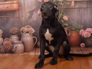 Cachorro raça SRD-ViraLata idade 2 a 6 meses nome Chico 