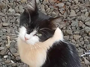 Gato raça SRD-ViraLata idade 2 a 6 meses nome Sem nome 