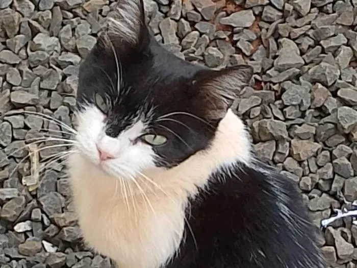Gato ra a SRD-ViraLata idade 2 a 6 meses nome Sem nome 