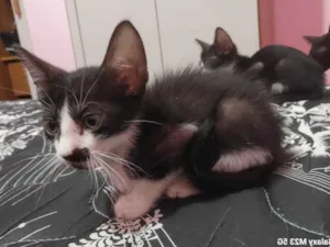 Gato raça SRD-ViraLata idade Abaixo de 2 meses nome Sem nome 