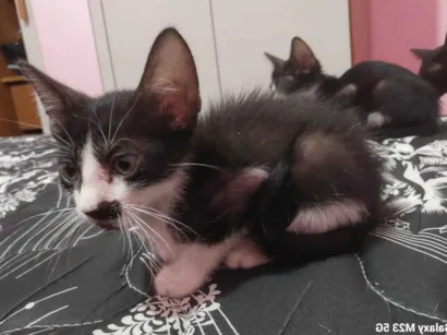 Gato raça SRD-ViraLata idade Abaixo de 2 meses nome Sem nome 