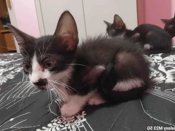 Gato ra a SRD-ViraLata idade Abaixo de 2 meses nome Sem nome 