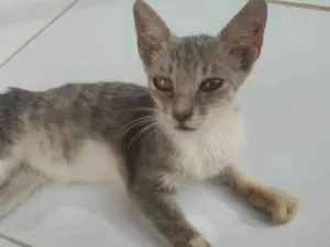 Gato raça SRD-ViraLata idade 2 a 6 meses nome Fumaça