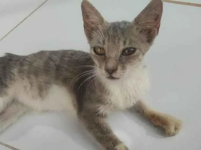 Gato ra a SRD-ViraLata idade 2 a 6 meses nome Fumaça
