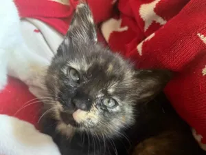 Gato raça SRD-ViraLata idade 2 a 6 meses nome S/N