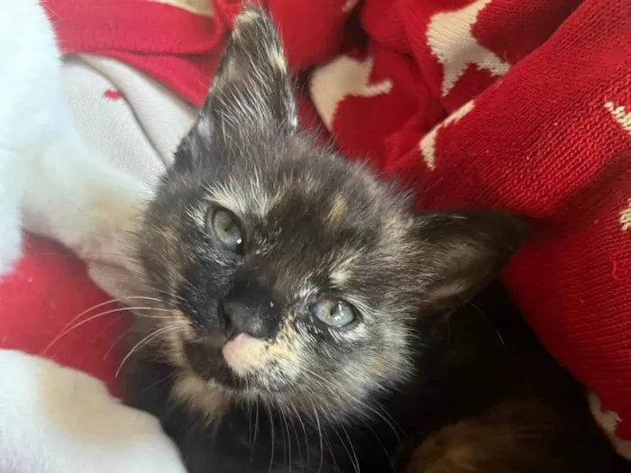 Gato ra a SRD-ViraLata idade 2 a 6 meses nome S/N