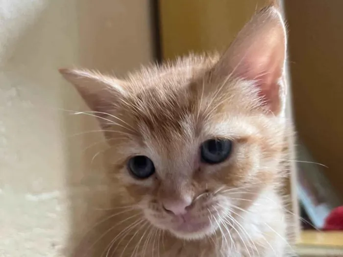 Gato ra a SRD-ViraLata idade 2 a 6 meses nome S/N