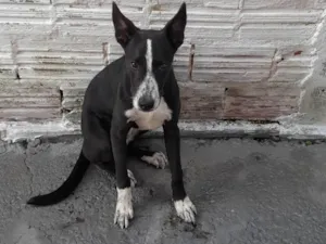 Cachorro raça SRD-ViraLata idade 2 a 6 meses nome Bob 