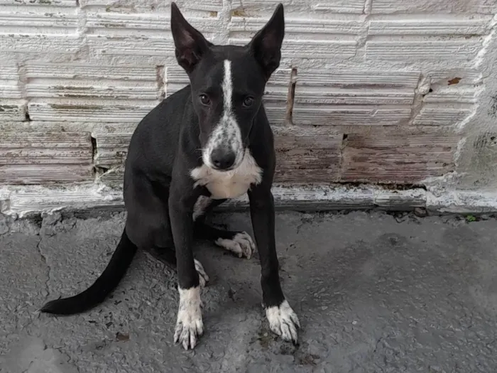 Cachorro ra a SRD-ViraLata idade 2 a 6 meses nome Bob
