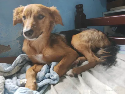 Cachorro raça SRD-ViraLata idade 1 ano nome Mabel 