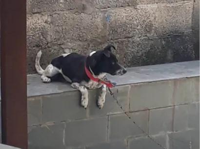 Cachorro raça SRD-ViraLata idade 6 ou mais anos nome Scooby 
