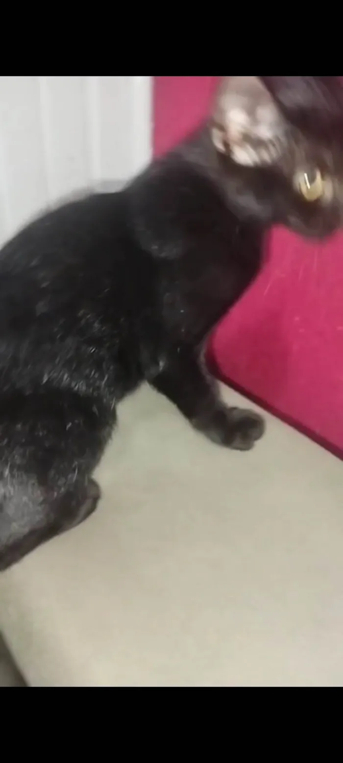 Gato ra a Persa idade 2 a 6 meses nome Gatinho preto 