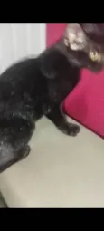 Gatinho preto