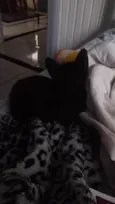 Gatinho preto