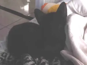 Gato raça Persa idade 2 a 6 meses nome Gatinho preto 