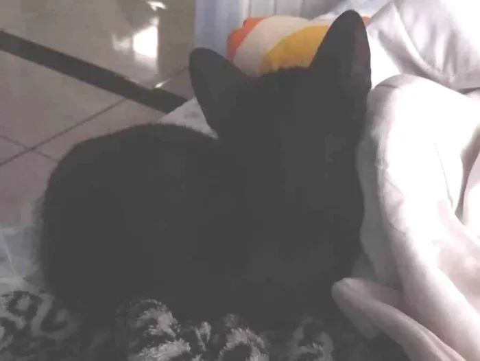 Gato ra a Persa idade 2 a 6 meses nome Gatinho preto 