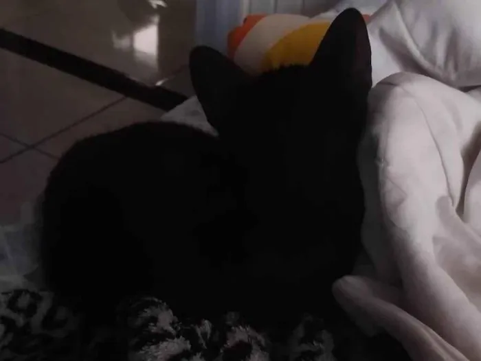 Gato ra a Persa idade 2 a 6 meses nome Gatinho preto 