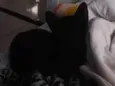 Gatinho preto
