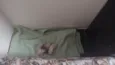Gatinhos