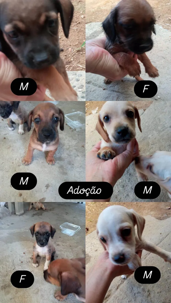 Cachorro ra a SRD-ViraLata idade 2 a 6 meses nome Caramelo,pardo, manguita, luvinha e urso