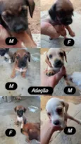 Caramelo,pardo, manguita, luvinha e urso