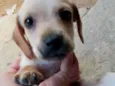 Caramelo,pardo, manguita, luvinha e urso