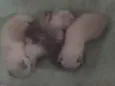 Gatinhos