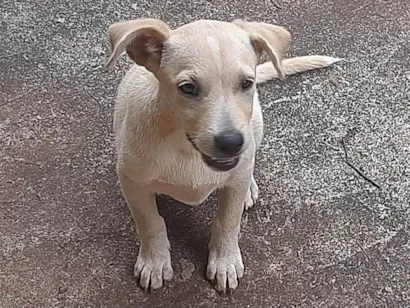 Cachorro raça SRD-ViraLata idade 2 a 6 meses nome Melissa