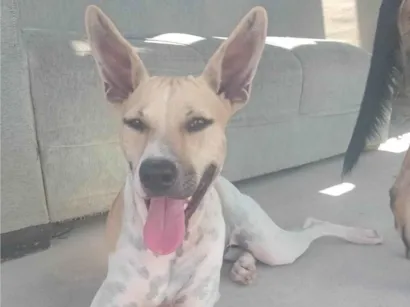 Cachorro raça Pit-Bull idade 1 ano nome Nala
