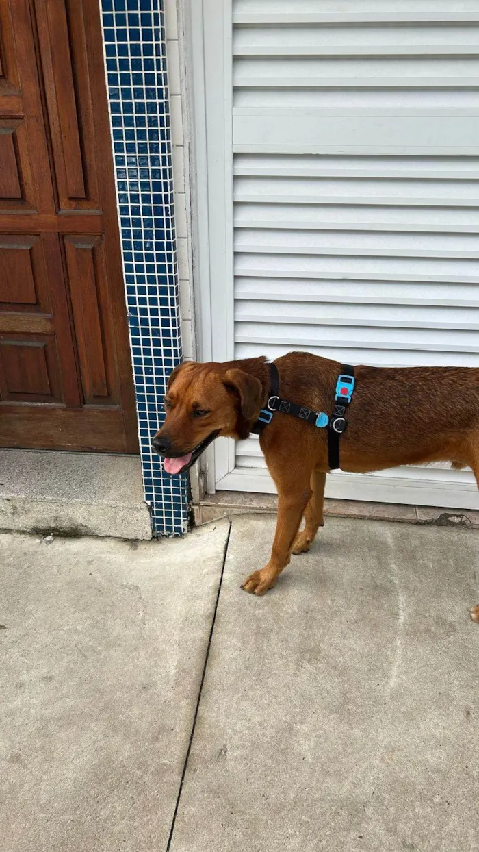 Cachorro ra a SRD-ViraLata idade 1 ano nome Caramelo