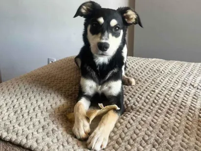 Cachorro raça SRD-ViraLata idade 7 a 11 meses nome Rosie