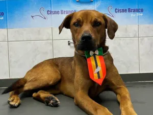Cachorro raça SRD-ViraLata idade 1 ano nome Caramelo