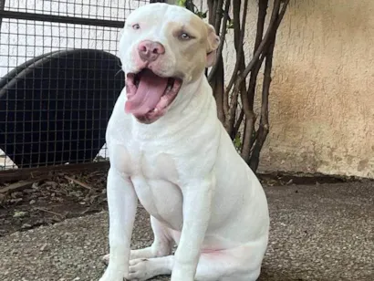 Cachorro raça Pit-Bull idade 1 ano nome Spider