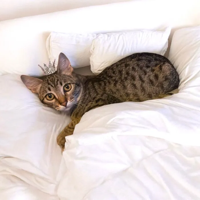 Gato ra a SRD-ViraLata idade 2 a 6 meses nome John Smith bb5meses lindo e bonzinho 