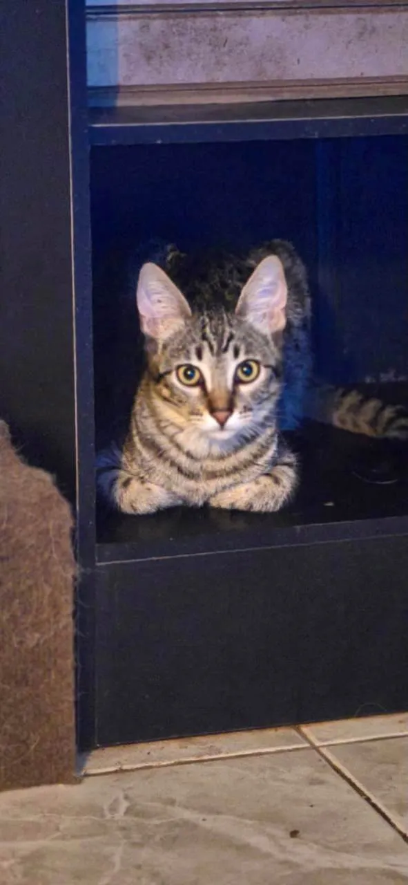 Gato ra a SRD-ViraLata idade 2 a 6 meses nome John Smith bb5meses lindo e bonzinho 
